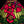 Load image into Gallery viewer, Vintage Tiffany Style Red Poppy Leaded Glass Chandelier 20" x 10" GS00685