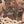 Load image into Gallery viewer, Ornate 5 Light Filigree Chandelier with Heraldic Accents GA9549