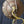 Load image into Gallery viewer, Art Nouveau Ornate Cast Iron Filigree 5 Light Chandelier 20" x 19" #GA739