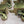 Load image into Gallery viewer, 4 Large Solid Brass Square Furniture Leg Cap Covers with Casters GS00327