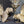 Load image into Gallery viewer, 1940's Pair of Large Brass Fighting Roosters 10" x 9" & 9"x 9" GS00367