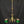 Load image into Gallery viewer, Restored & Converted Gas to Electric 3 Light Flush Mount Brass Chandelier w/ Green Cased White Shades GS00473