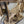 Load image into Gallery viewer, Full Body Mount Whitetail Buck Taxidermy GA20366