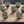 Load image into Gallery viewer, Vintage Set of 11 Art Nouveau Furniture/Cabinet Knobs w/ Screws GS00670