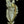 Load image into Gallery viewer, Antique Art Nouveau Brass Door Handle Pair GA1031