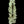 Load image into Gallery viewer, Antique Art Nouveau Brass Door Handle Pair GA1031