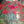 Load image into Gallery viewer, Vintage Tiffany Style Red Poppy Leaded Glass Chandelier 20" x 10" GS00685