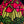 Load image into Gallery viewer, Vintage Tiffany Style Red Poppy Leaded Glass Chandelier 20" x 10" GS00685