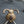 Load image into Gallery viewer, Set of 4 Victorian Solid Brass Double Hall Tree Coat Hooks