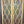 Load image into Gallery viewer, Pair of Diamond Paned Windows in Wood Frame 24 1/4" x 71 1/2" #GA-S022