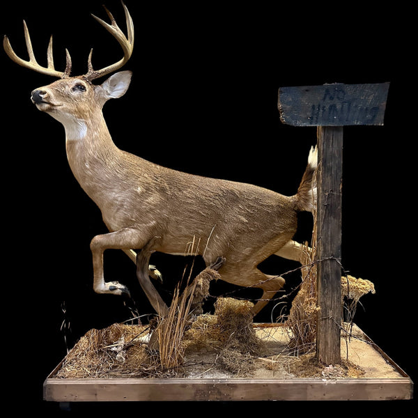 Full Body Mount Whitetail Buck Taxidermy GA20366