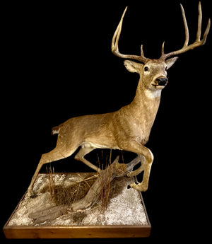 Full Body Mount Whitetail Buck Taxidermy GA20365