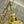 Load image into Gallery viewer, Restored Antique Brass Pan 4-Arm Chandelier GA21009
