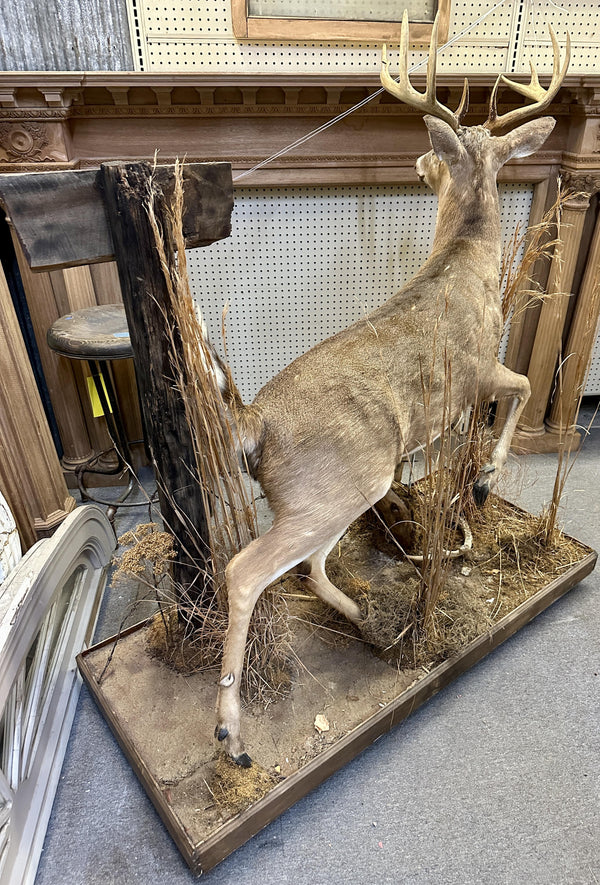 Full Body Mount Whitetail Buck Taxidermy GA20366
