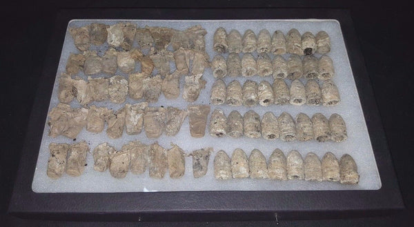 40 CW 3 Ring Bullets Dug at Battle of Deep Bottom in White Oak Swamp VA GS00717