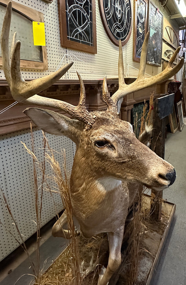 Full Body Mount Whitetail Buck Taxidermy GA20366