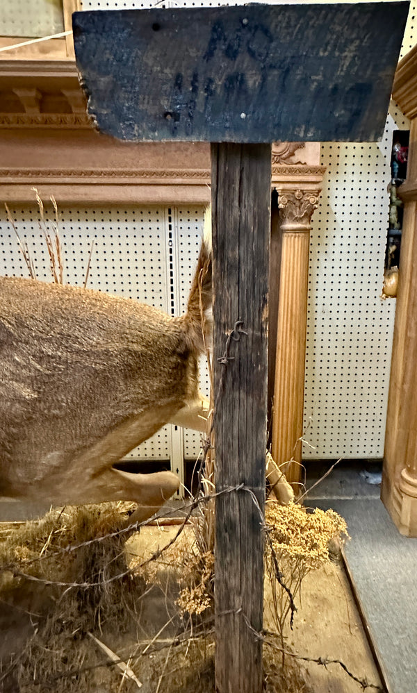 Full Body Mount Whitetail Buck Taxidermy GA20366