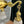 Load image into Gallery viewer, Restored Antique Brass Pan 4-Arm Chandelier GA21009
