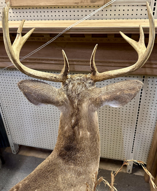 Full Body Mount Whitetail Buck Taxidermy GA20366