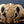Load image into Gallery viewer, Architectural Salvage Brass Daisy &amp; Tulip Design Drawer Pull Handles Set of 3
