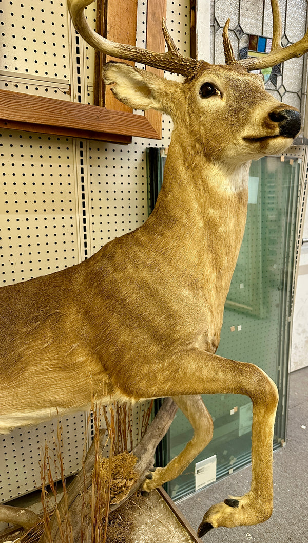 Full Body Mount Whitetail Buck Taxidermy GA20365