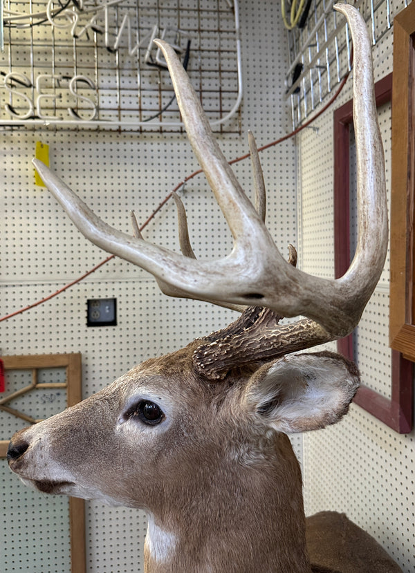 Full Body Mount Whitetail Buck Taxidermy GA20365