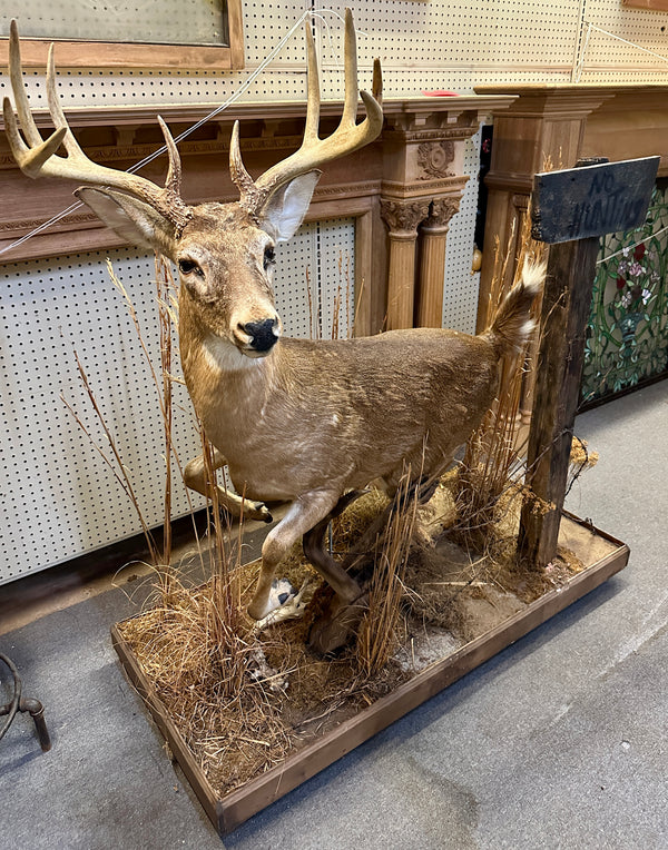 Full Body Mount Whitetail Buck Taxidermy GA20366