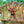 Load image into Gallery viewer, Bronze Grecian Style Sculpture Fountain - No Plumbing GA20143
