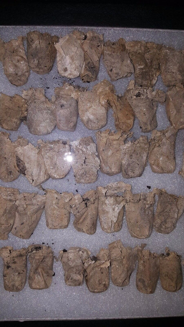 40 CW 3 Ring Bullets Dug at Battle of Deep Bottom in White Oak Swamp VA GS00717