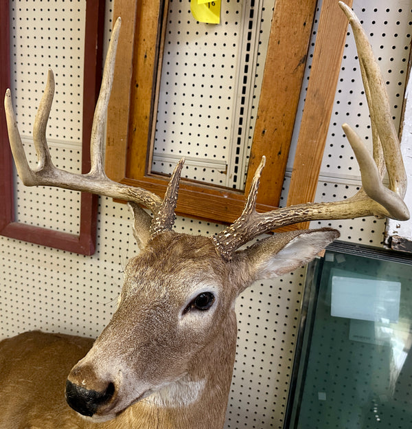 Full Body Mount Whitetail Buck Taxidermy GA20365