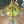 Load image into Gallery viewer, Antique Brass 4-Light Pan Chandelier - 18" W x 8" T - GA21029

