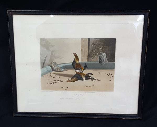 1853 Set of 6 Engraved Color Plates by Newton Fielding "Stages of a Cock Fight" #Cock fight